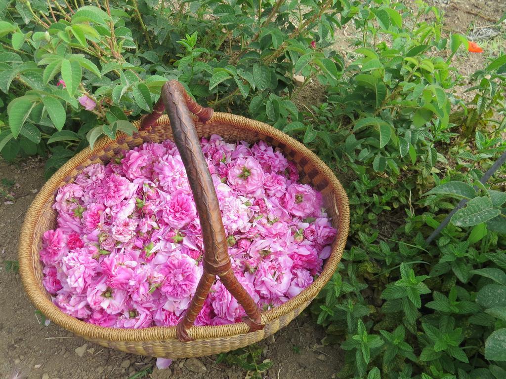 Camping Fiori Di נוטו מראה חיצוני תמונה
